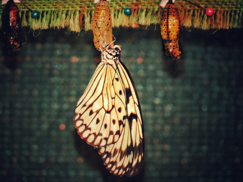 Butterfly World, Cape Town