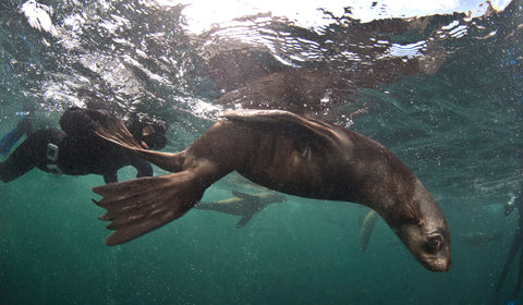 Snorkel With Seals In Cape Town