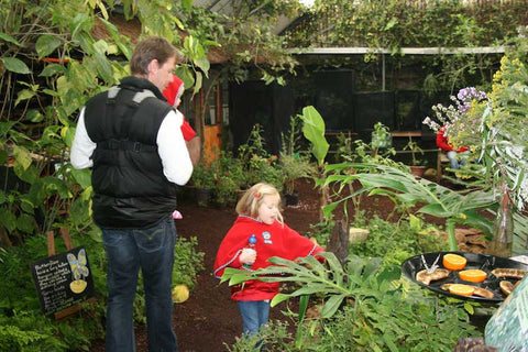 Butterfly World, Things For Kids To Do In Cape Town