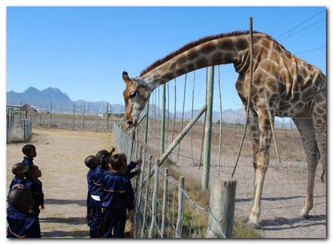 Giraffe House Cape Town School Group Visit