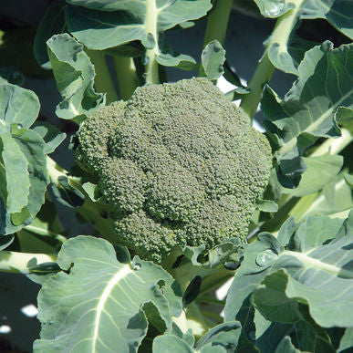 Belstar ORGANIC Broccoli Seeds (Brassica oleracea var. italica)