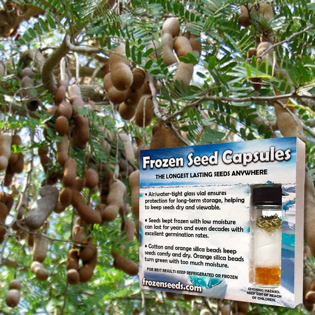 Tamarind Seeds Tamarindus Indica Free Bonus 6 Variety Seed Pack Frozen Seed Capsules