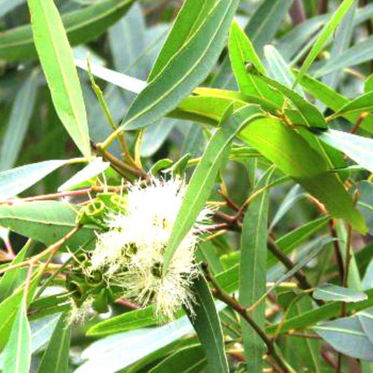 Corymbia Ficifolia 'Red Flowering Gum' Seeds – D&H Seed Harvest Co