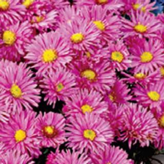 Andrella Super Mix Asters Seeds – Frozen Seed Capsules™