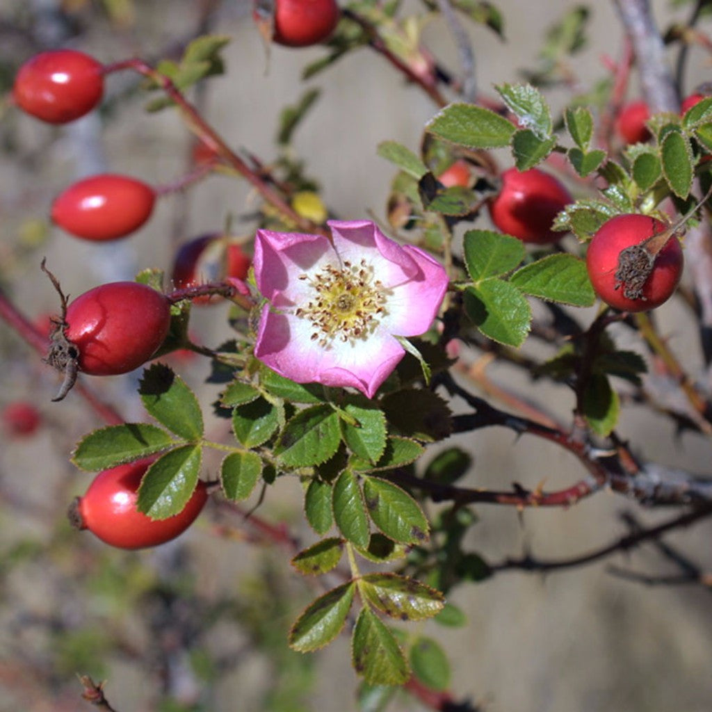 Сибирская роза шиповник