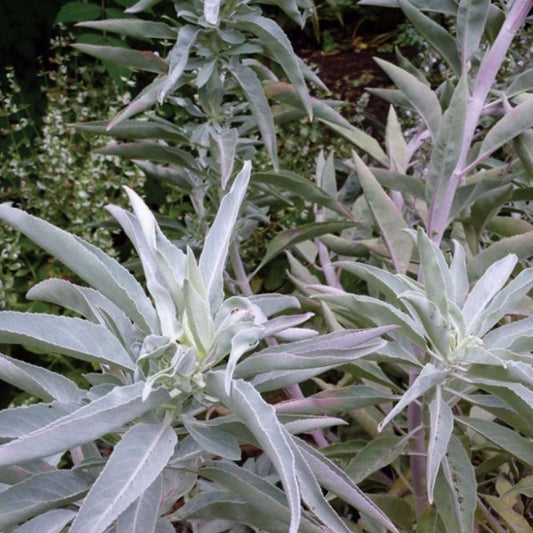 salvia blanca (Salvia apiana) · iNaturalist Ecuador