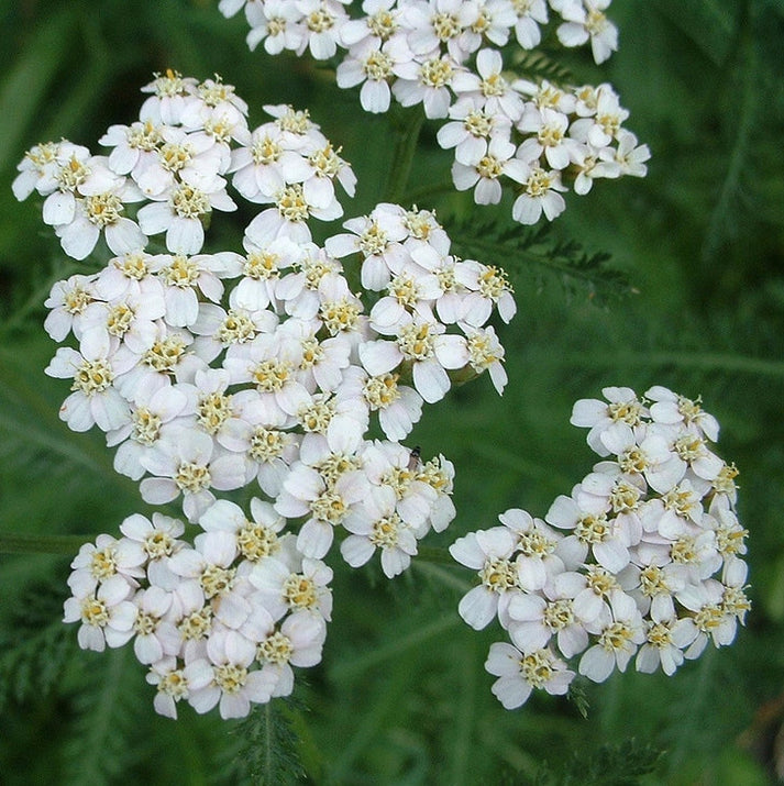 White Yarrow Seeds (Achillea millefolium) – Frozen Seed Capsules™