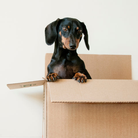 moving to las vegas dog in box