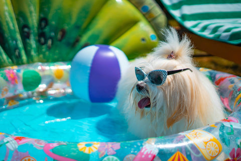 dog cooling down during summer
