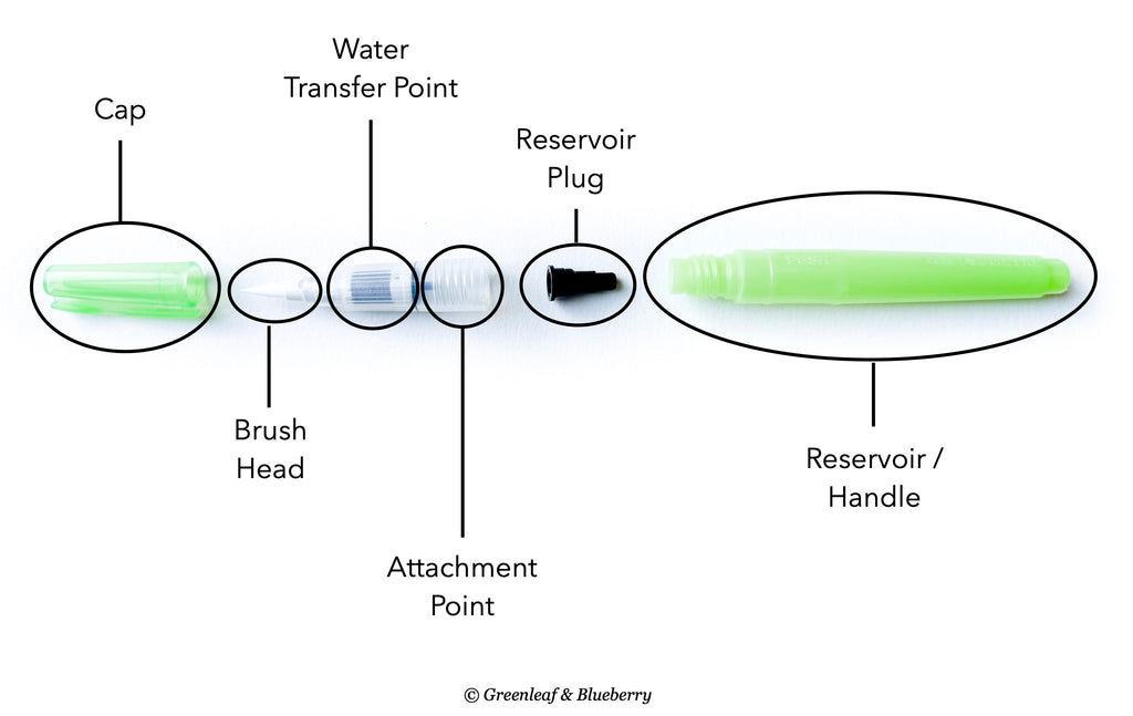 Anatomy of a Waterbrtush