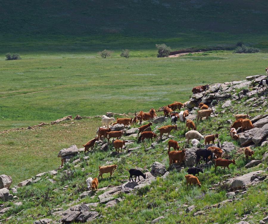 transhumance_goats