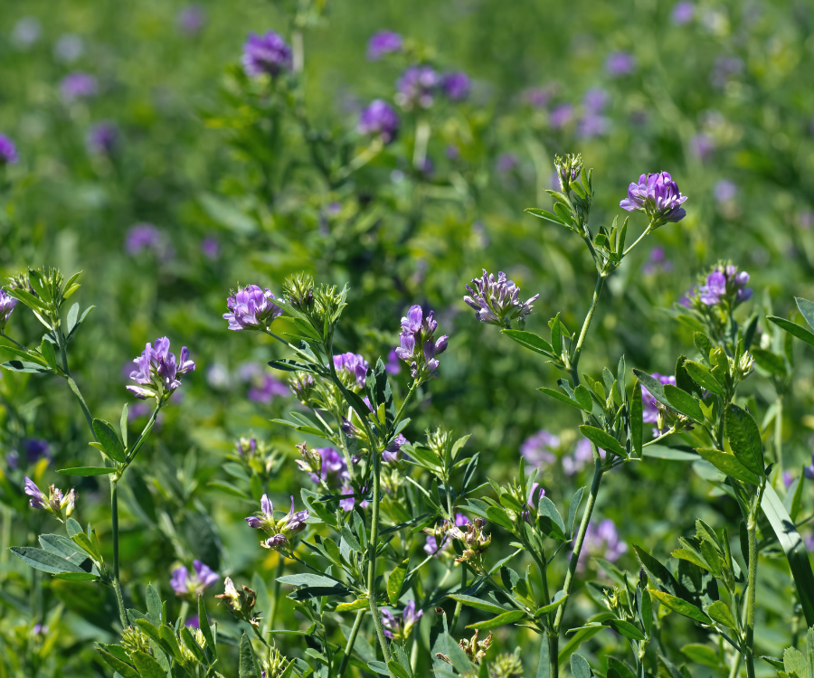 alfalfa grass is a common dairy cow grass