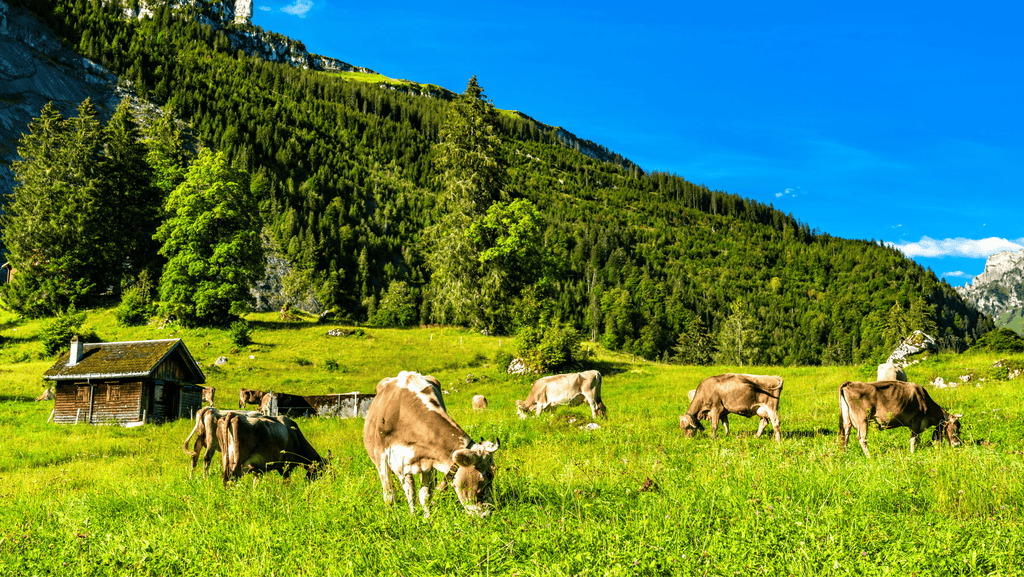 swiss alps with cows
