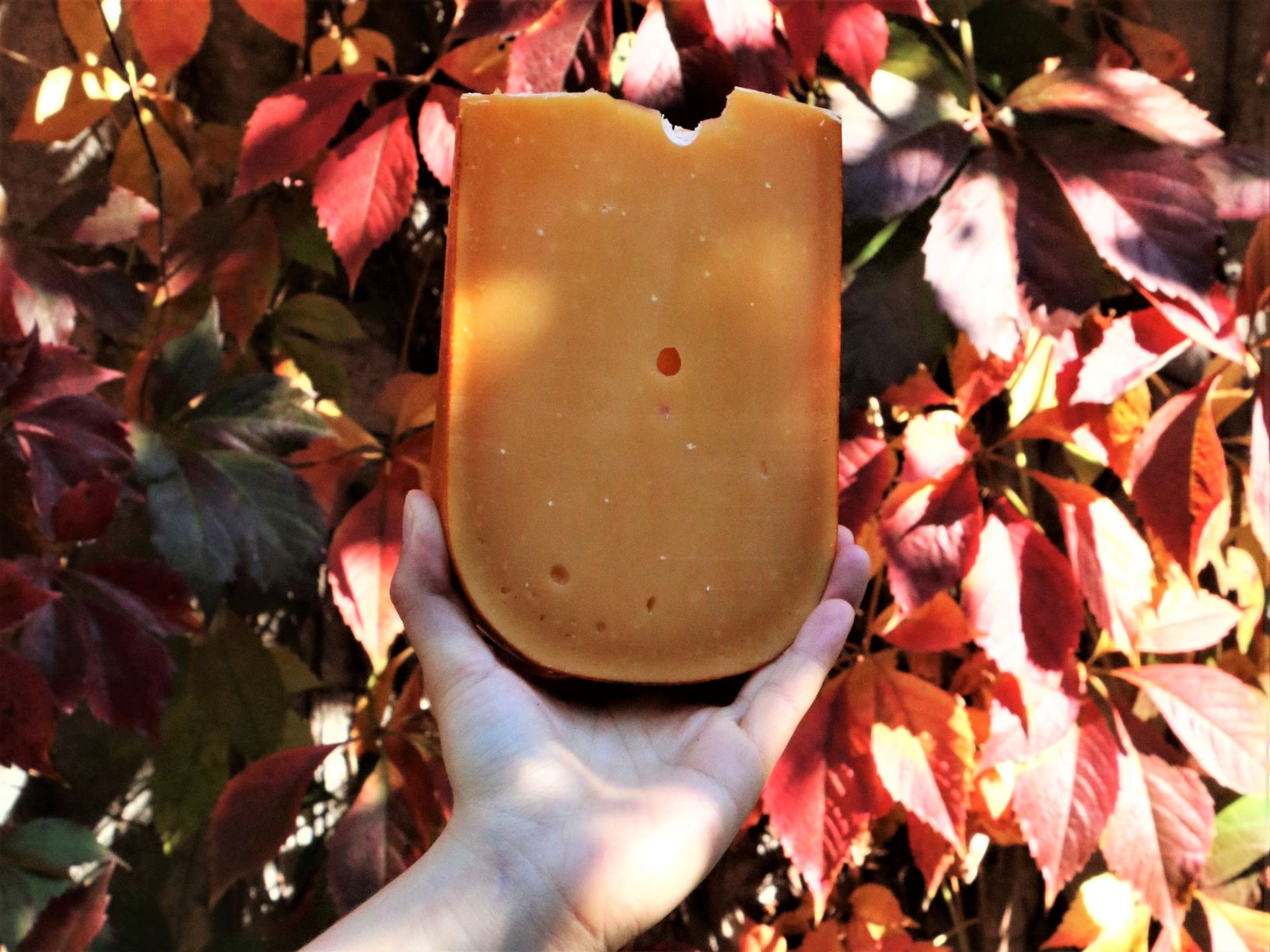 extra_aged_gouda_for_fall