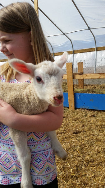 wisconsin sheep milk farm