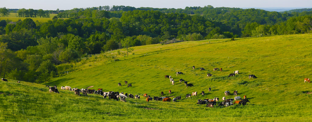 Rotational Grazing of Cows