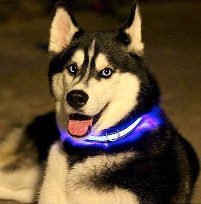 do dogs need light at night