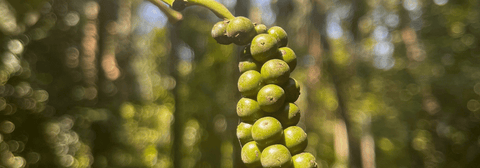 pepper growing on tree