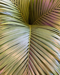 Hi Cacti Brings Tropical Florals to Larmar Tree Gardens Wedding vegan eco friendly sustainable england bride and groom roman temple palms babies breath vases tropical plants