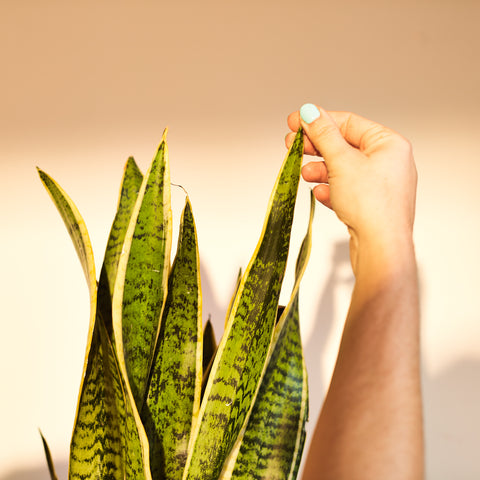 Hi Cacti book Kenny McCracken photography brighton snake plant womans hand sansevieria touching plants