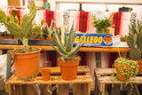 hi cacti brings desert plants and southwestern decor to Black Deer Festival