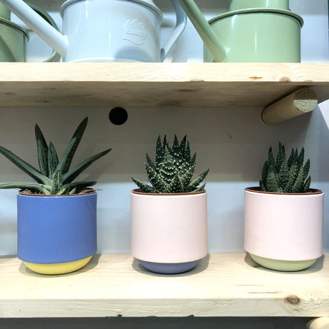 hi-cacti-brighton-duck-ceramics-plant-pot