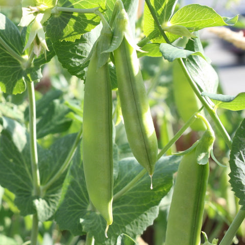 sugar snap peas growing