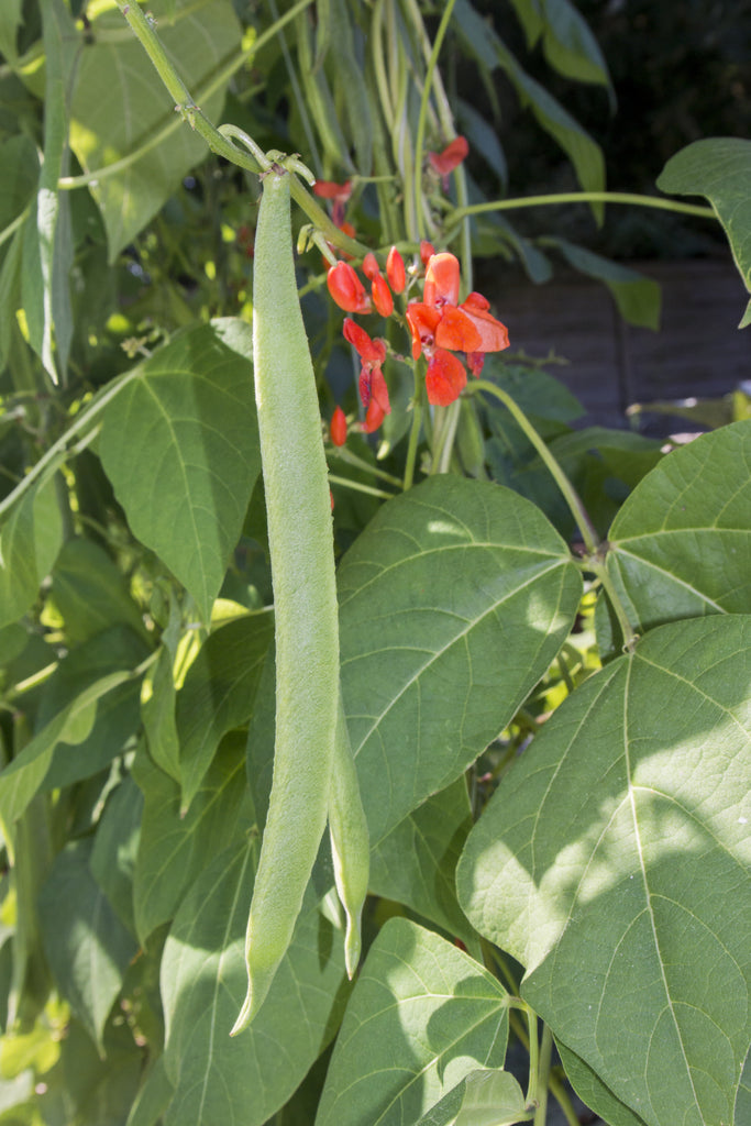 Scarlet Runner Bean Seeds Heirloom 1 Lb Hometown Seeds