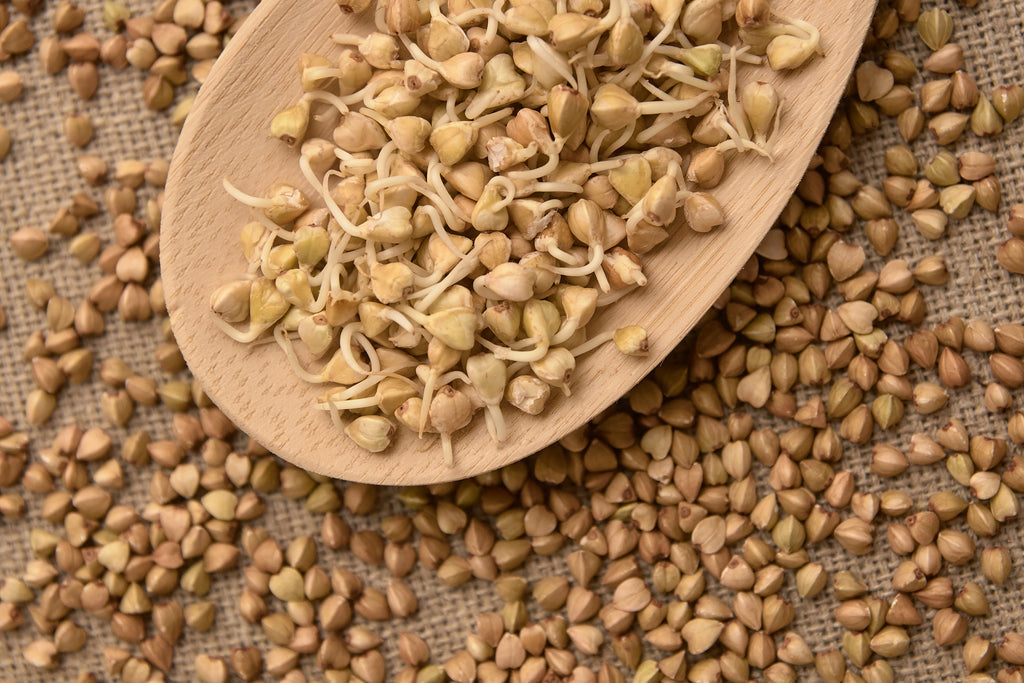 Buckwheat Organic Sprouting Seeds – Hometown Seeds