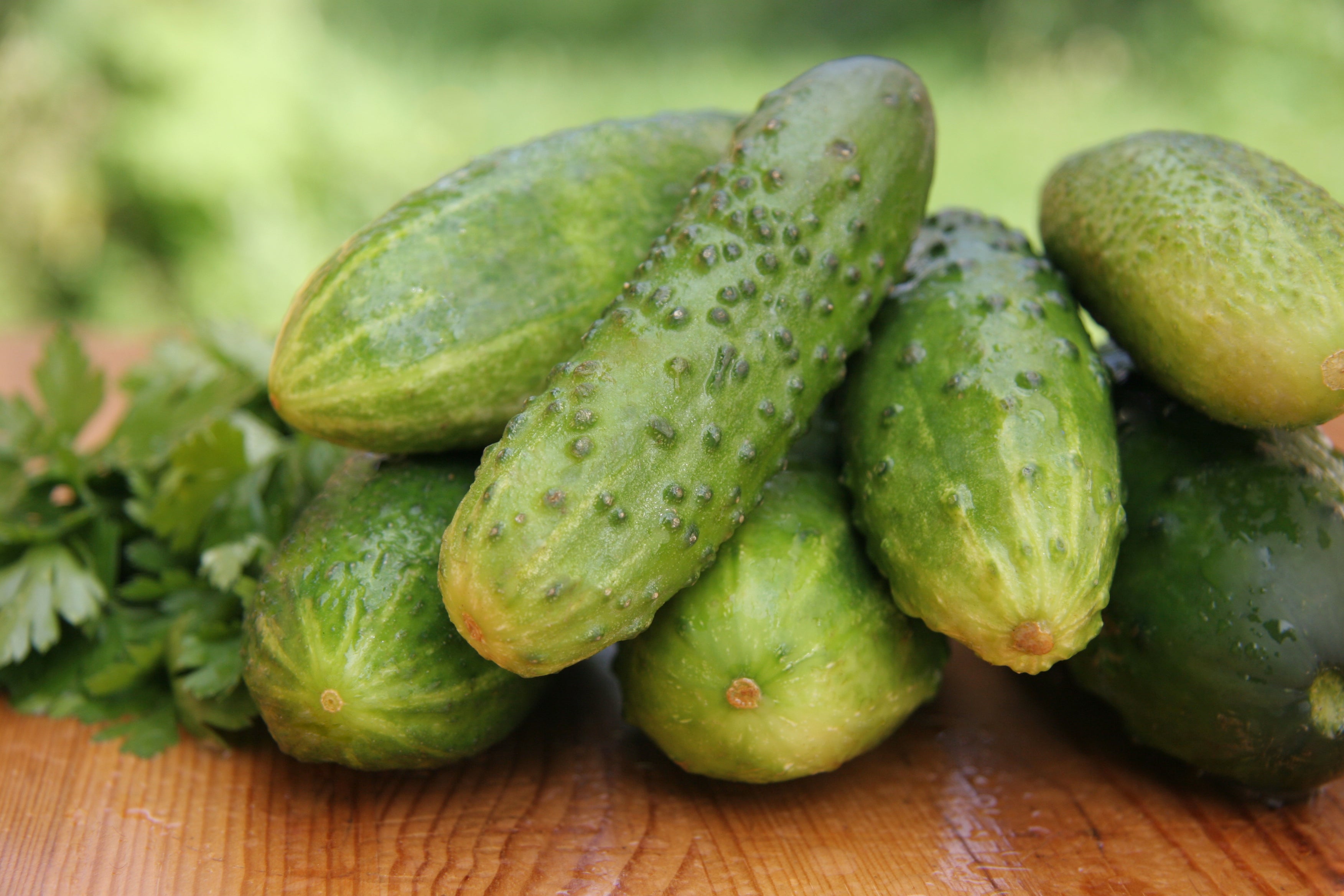 Salad Bush Hybrid Cucumber Seeds – Hometown Seeds