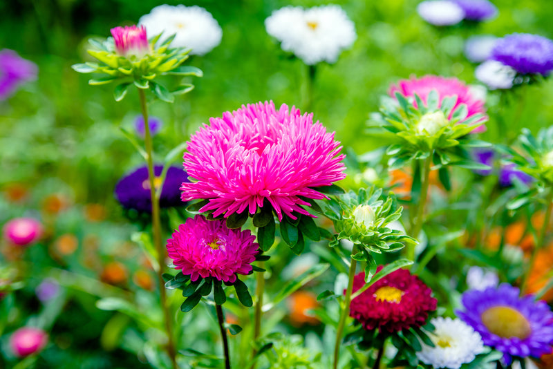 Aster Crego Giant Mixture – Hometown Seeds