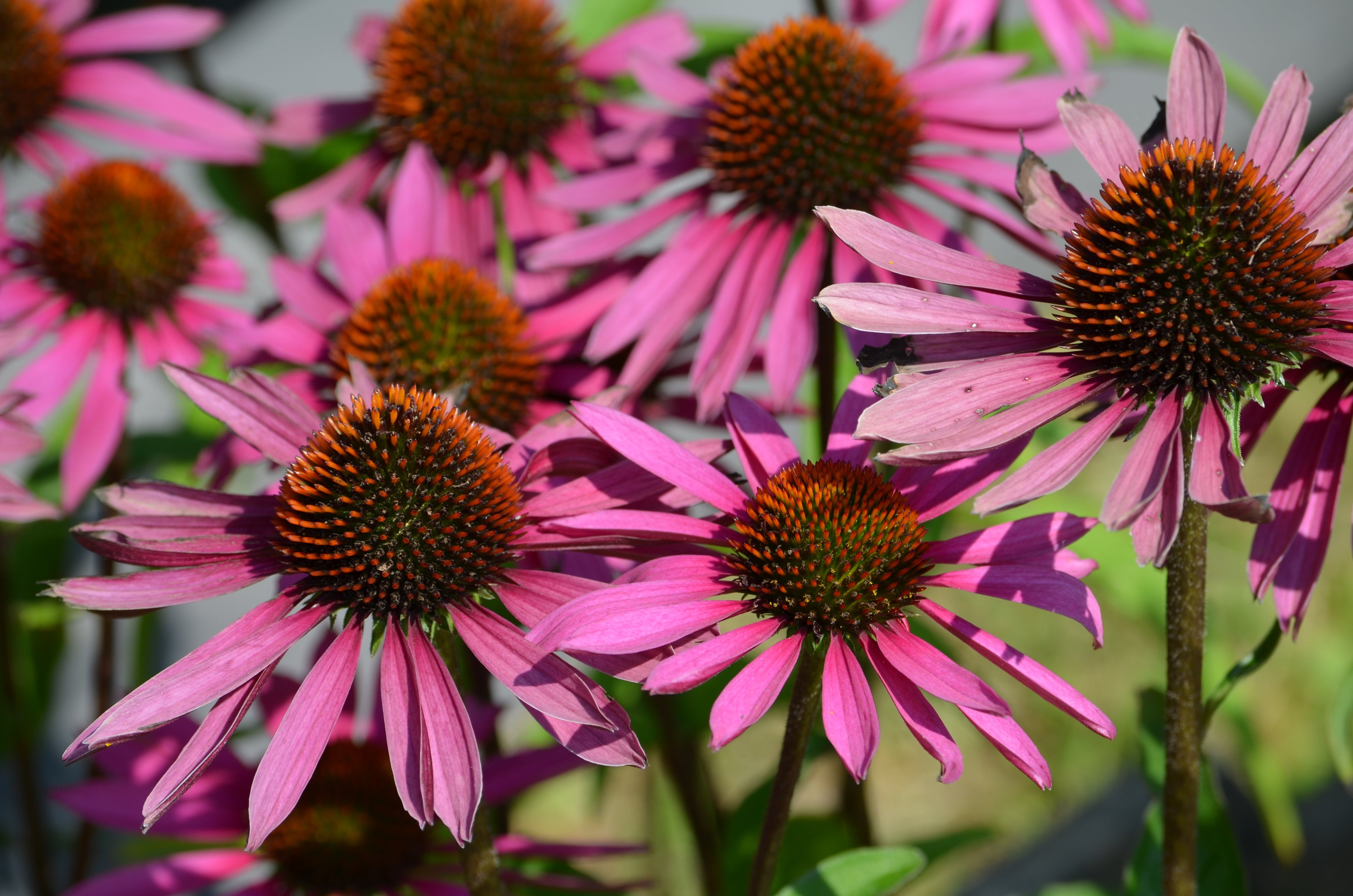 purple coneflower seeds