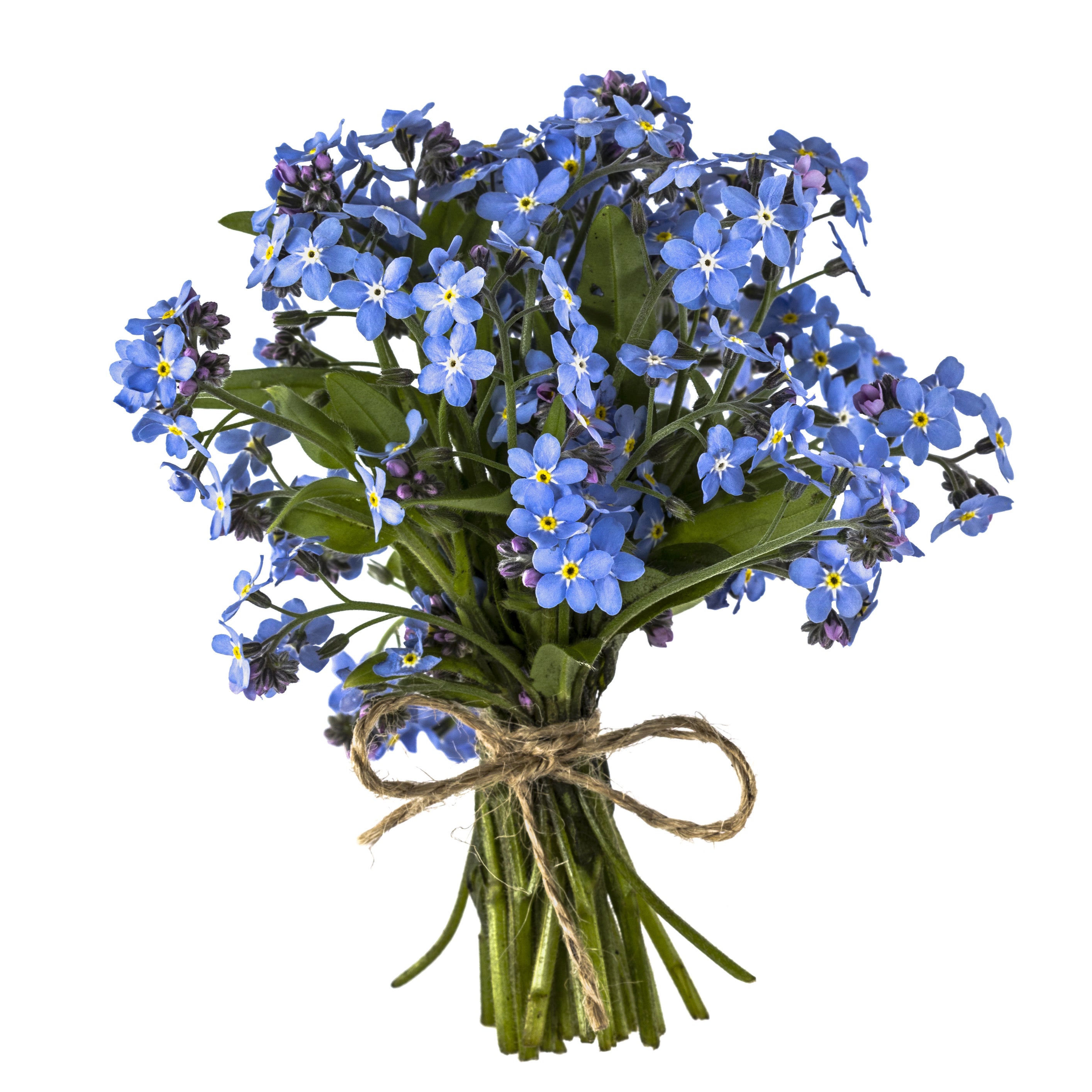 Myosotis Forget Me Not Sylvatica Hometown Seeds