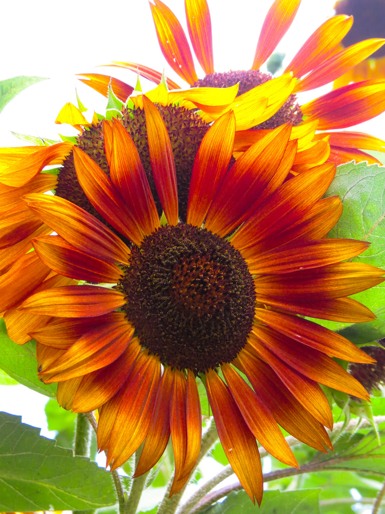 Sunflower, Autumn Beauty – Hometown Seeds