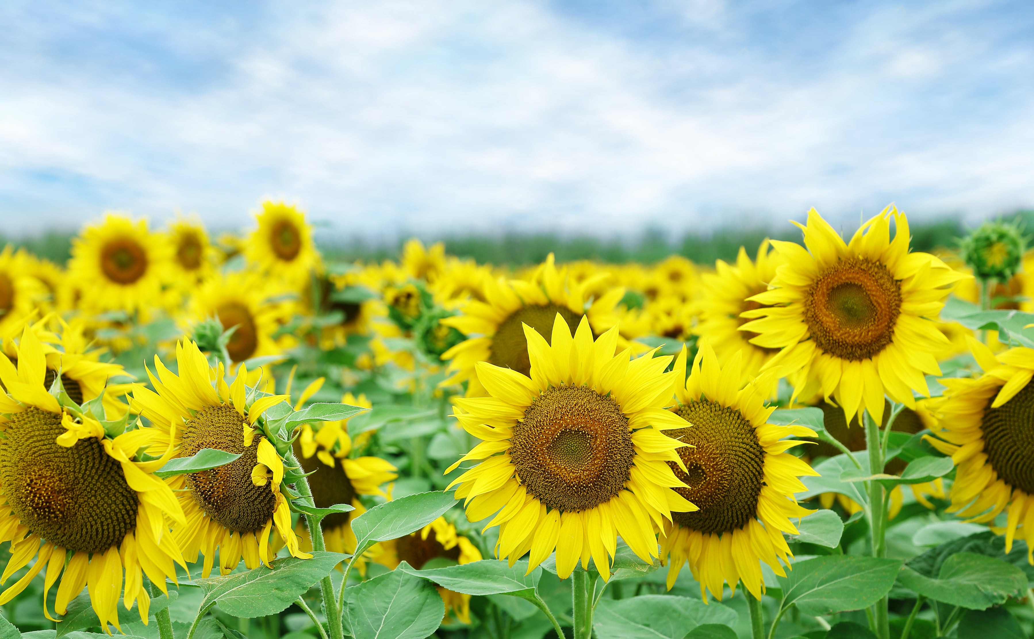 Sunflower, Mammoth Grey Stripe – Hometown Seeds