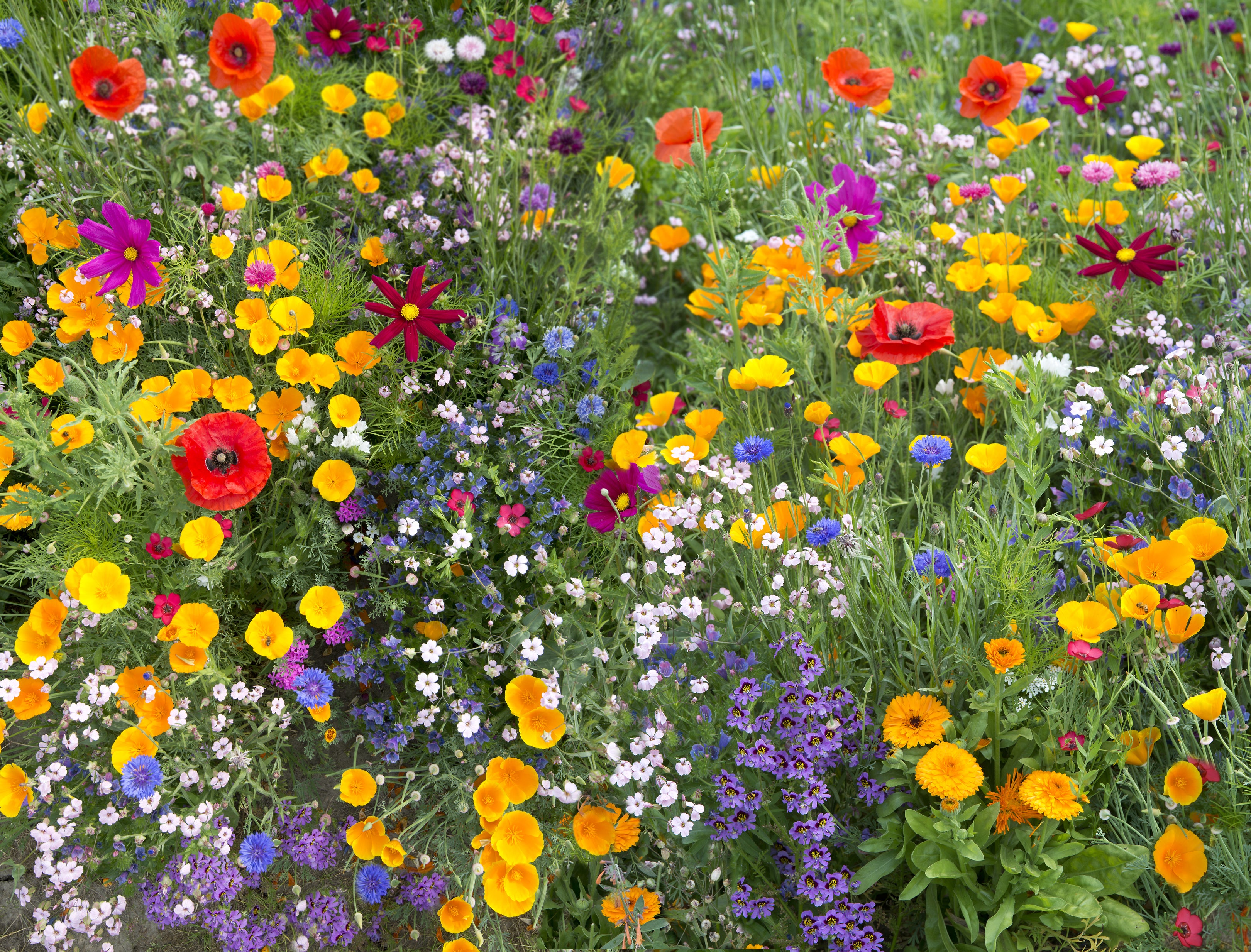 Elite Wildflower Mix Hometown Seeds