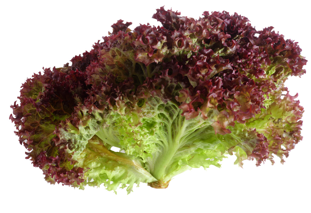 Lollo Rosso Lettuce Seeds Heirloom Hometown Seeds