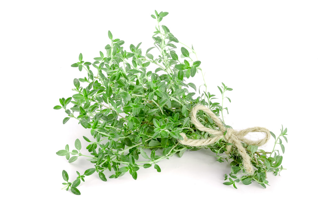 thyme 2 44256