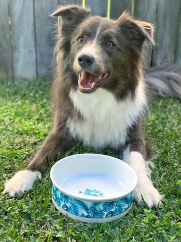 Adult border collie with ceramic dog bowl