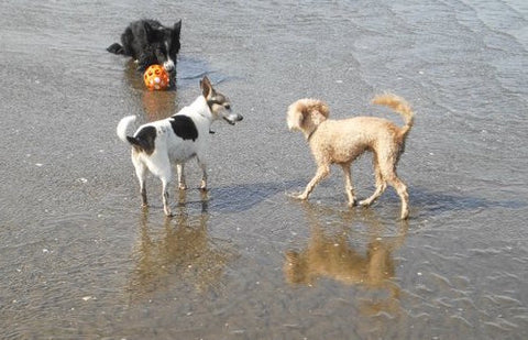 Off leash dog beach