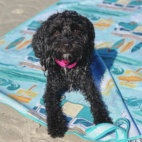 cavoodle on off leash beach dog safety Summer