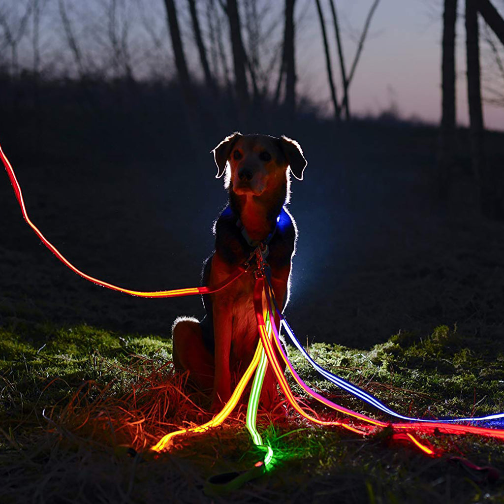 led dog leash