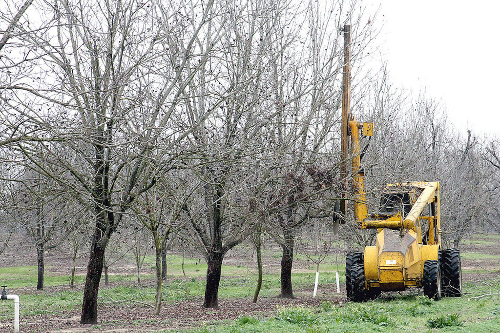 Tareas recomendadas para julio y agosto en plantaciones de nogal pecán –  VIVERO ANJU