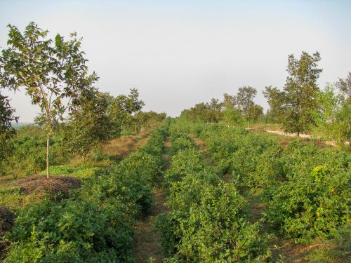 Cultivos intercalares en plantaciones de nogales pecán en China