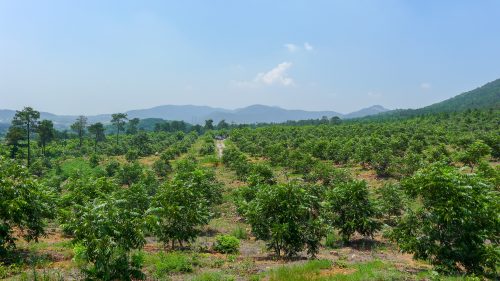 Plantación de nogales pecán de alta densidad en China