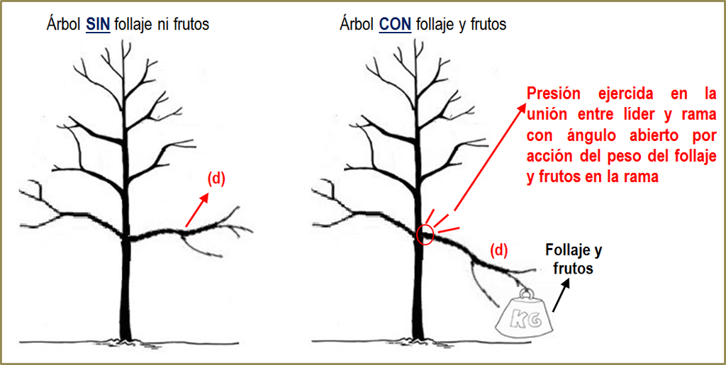 Presión ejercida en la unión entre rama primaria y eje central por efecto de ángulo abierto en dicha rama (d) para un árbol sin follaje ni frutos (en dormancia) y para el mismo árbol cuando se encuentra con follaje y frutos (etapa activa).