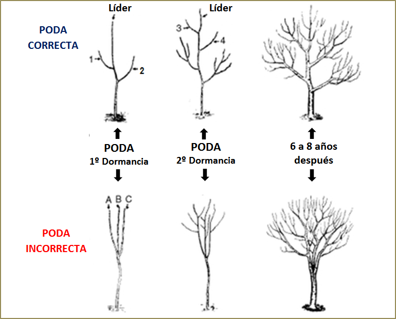 dos procesos de conducción de nogales pecán, uno correcto y otro incorrecto.