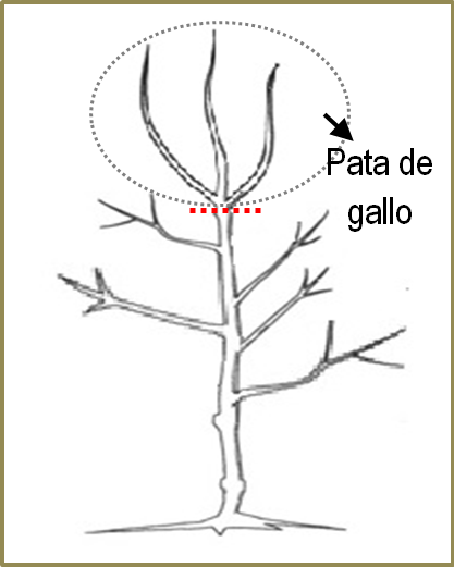 Patas de gallo en poda de nogales pecán.