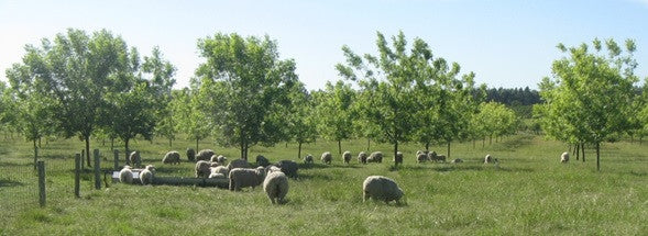 Ovejas pasando en plantación de pecanes - VIVERO ANJU