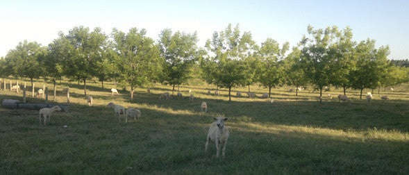 Silvopastoreo de ovinos en plantación de pecanes (PLANTACIONES ANJU)